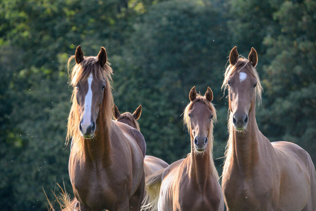 American Saddlebred Jungpferde und angerittene Pferde, Martin Wingenfeld, Horses For Sale, Kierspe, Image 4