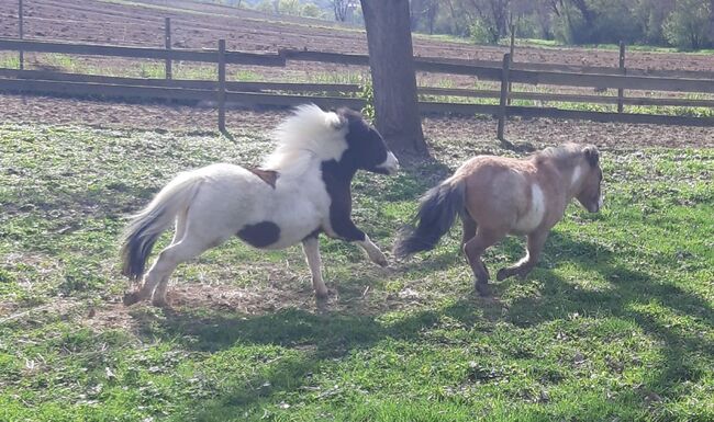 Amerikanisches Minuaturpferd Sonderfarbe mit Abstammungspapieren, Regine , Horses For Sale, Tieschen, Image 4