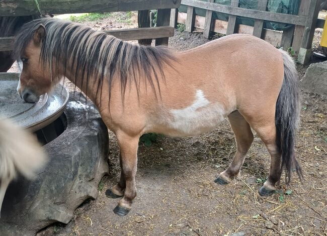 Amerikanisches Minuaturpferd Sonderfarbe mit Abstammungspapieren, Regine , Horses For Sale, Tieschen, Image 2