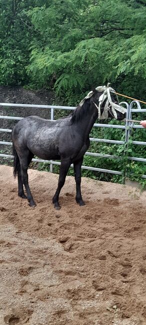 American Quarter Horse, Blue Roan, Olaf Thometzki , Horses For Sale, Bergisch Gladbach, Image 16