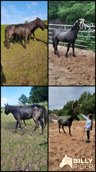 American Quarter Horse, Blue Roan, Olaf Thometzki , Horses For Sale, Bergisch Gladbach, Image 17