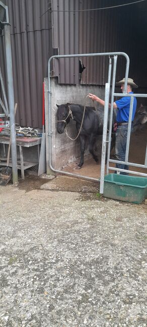 American Quarter Horse, Blue Roan, Olaf Thometzki , Horses For Sale, Bergisch Gladbach, Image 15