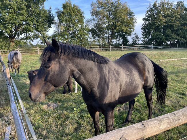 American Quarter, Schoen, Horses For Sale, Toppenstedt