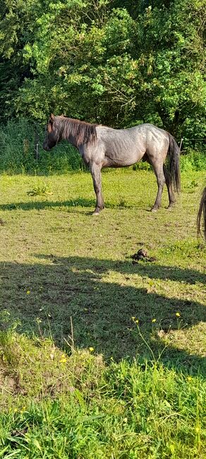 American Quarter Horse, Blue Roan, Olaf Thometzki , Horses For Sale, Bergisch Gladbach, Image 6