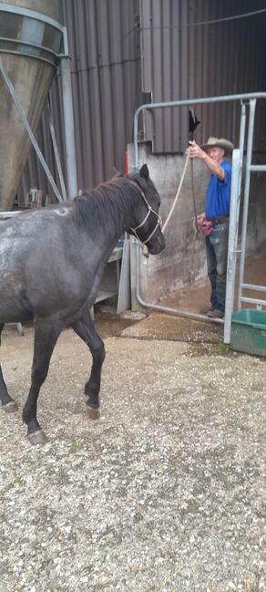 American Quarter Horse, Blue Roan, Olaf Thometzki , Horses For Sale, Bergisch Gladbach, Image 13