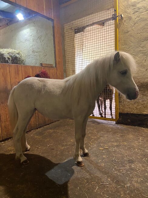 AMH Amerikanisches Minipferd, Sylvia , Horses For Sale, Delbrück
