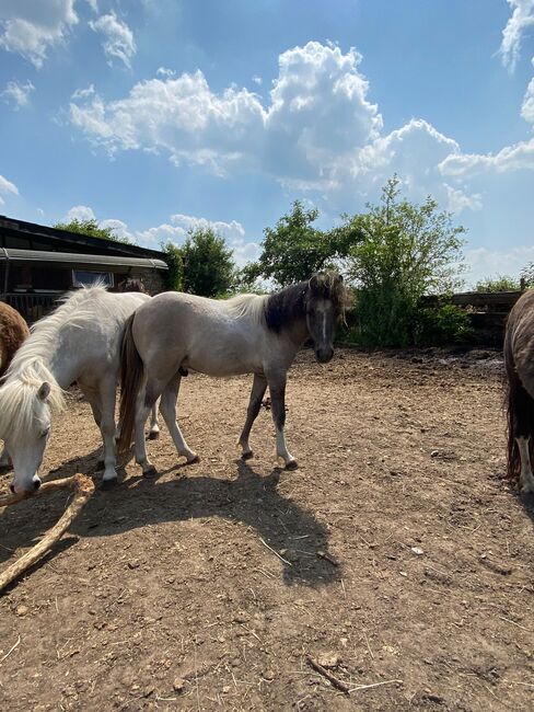 AMH Amerikanisches Minipferd, Sylvia , Horses For Sale, Delbrück