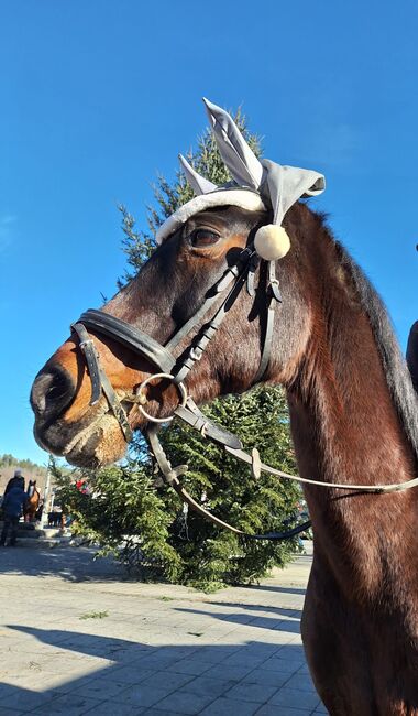 Wallach "Amigo", Daniela Krickler, Horses For Sale, Nestelbach bei Graz