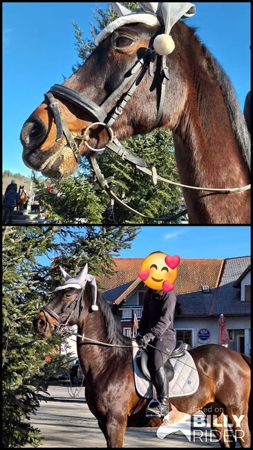 Wallach "Amigo", Daniela Krickler, Horses For Sale, Nestelbach bei Graz, Image 3