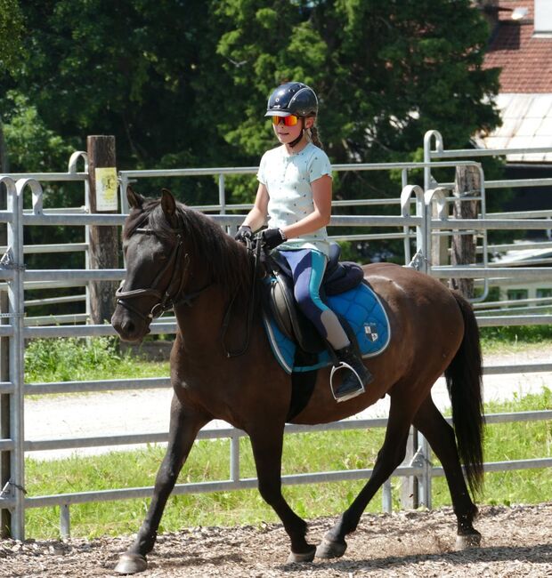 Ein Allrounder mit Potential, Irene Zimmermann, Horses For Sale, Ramsau am Dachstein, Image 5