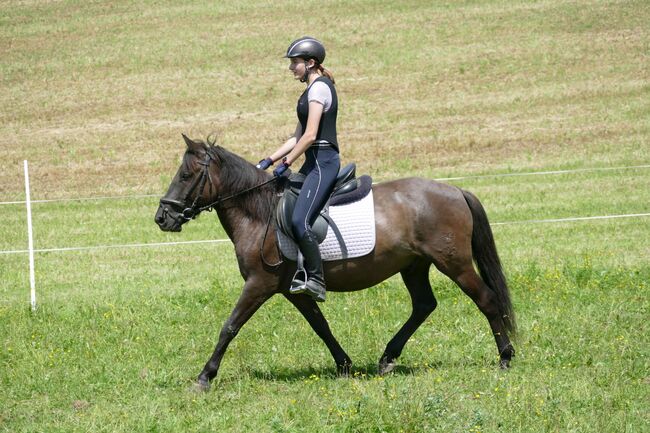 Ein Allrounder mit Potential, Irene Zimmermann, Horses For Sale, Ramsau am Dachstein, Image 2