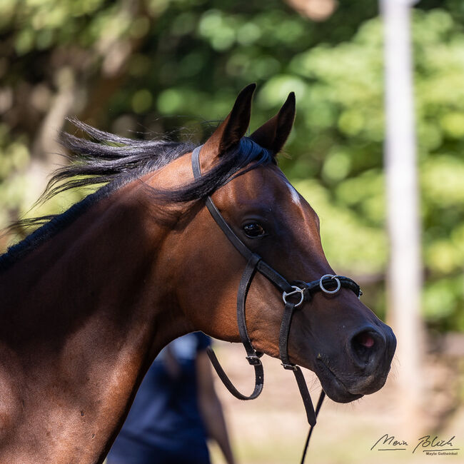 Ein Araber mit einem Gesicht zum Verlieben sucht Herzensmensch, Maren Gams, Horses For Sale, Deutschland, Image 7