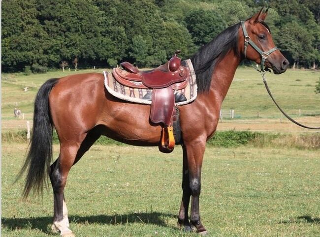 Ein Araber mit einem Gesicht zum Verlieben sucht Herzensmensch, Maren Gams, Horses For Sale, Deutschland