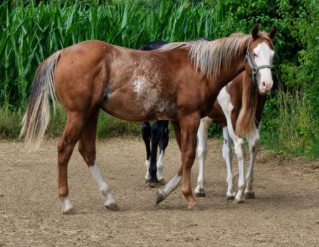 Außergewöhnlicher Youngster mit Goldcharakter und Top-Abstammung, Kerstin Rehbehn (Pferdemarketing Ost), Horses For Sale, Nienburg