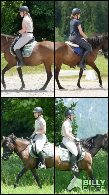 Ein Hingucker mit Klasse, Irene Zimmermann, Horses For Sale, Ramsau am Dachstein, Image 8