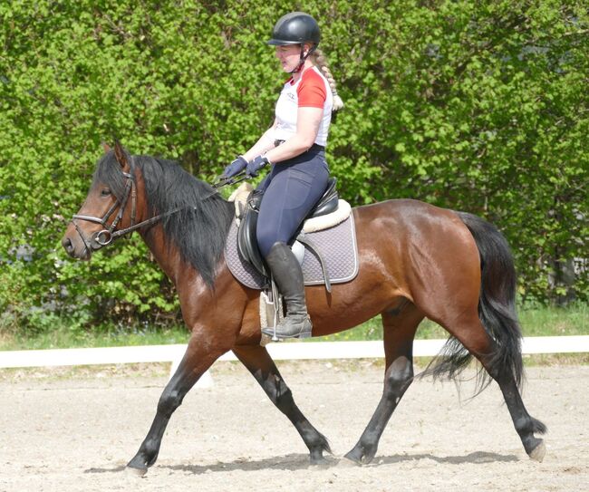 Ein Hingucker mit Potential, Irene Zimmermann, Horses For Sale, Ramsau am Dachstein