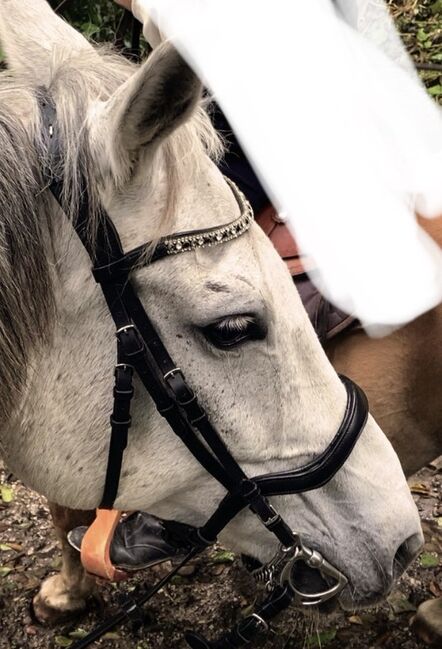 Anatomische Trense mit S-Line genickstück WB, JK, Bridles & Headstalls