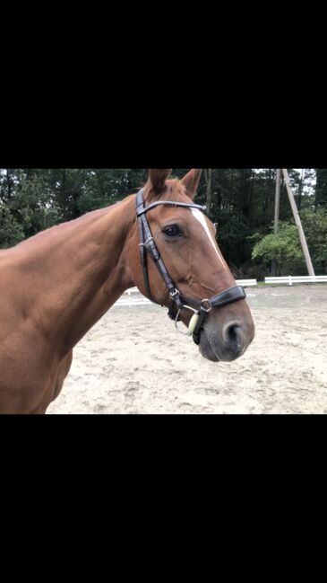 Anatomisch geformte Trense zu verkaufen, Florina Breucker , Bridles & Headstalls, Hagen 