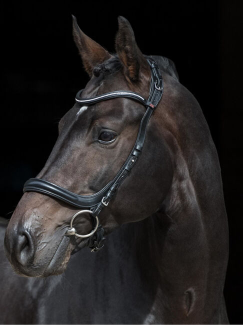 Anatomische Trense (Größe WB) NEU, Clarington House Free Ontario, Silke, Bridles & Headstalls, Frankfurt 