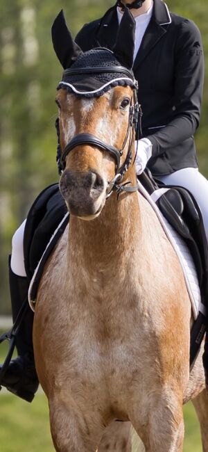 Anatomische Trense, Carolin Ehrlich, Bridles & Headstalls, Vetschau, Image 7