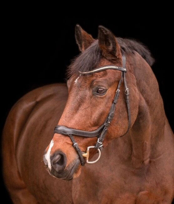 Anatomische Trense, Schockemöhle  Anatomische Spezialtrense Equitus Beta, Katrin , Bridles & Headstalls, Konstanz