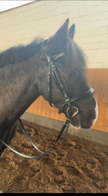 Anatomische Trense Cob, HKM, Melissa Baldin, Bridles & Headstalls, Geesthacht , Image 5