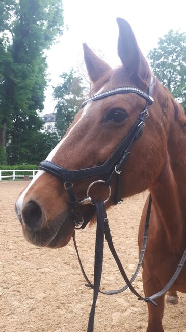 Anatomische Trense Felix Bühler (Micklem Nachbau), Felix Bühler Anatomische Trense / Micklem-Nachbau, Annika Kattan, Bridles & Headstalls, München, Image 2