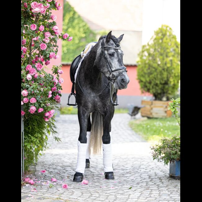 andalusicher Chameur mit Traumoptik, Nikita Killius , Horses For Sale, Lahr/Schwarzwald, Image 5