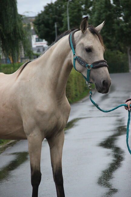 Andalusier / Cruzado Stute, Shirin Sahin, Horses For Sale, Altenstadt , Image 6