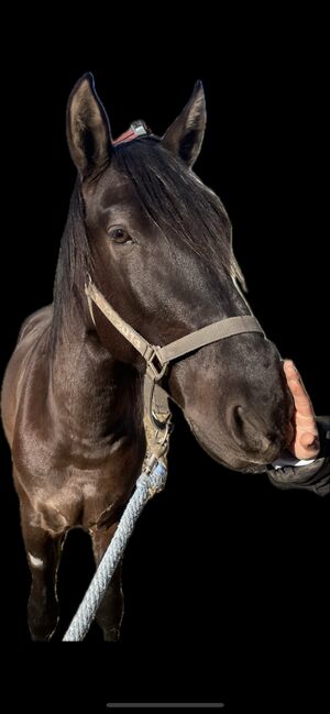 Andalusier Wallach, Pferd, Spanier Mix, LG, Horses For Sale, Leipheim, Image 2