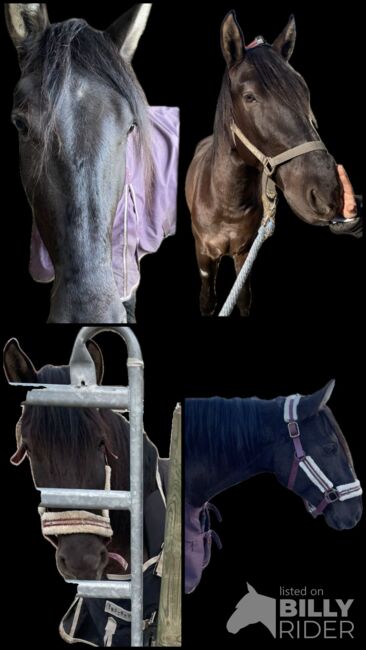 Andalusier Wallach, Pferd, Spanier Mix, LG, Horses For Sale, Leipheim, Image 8