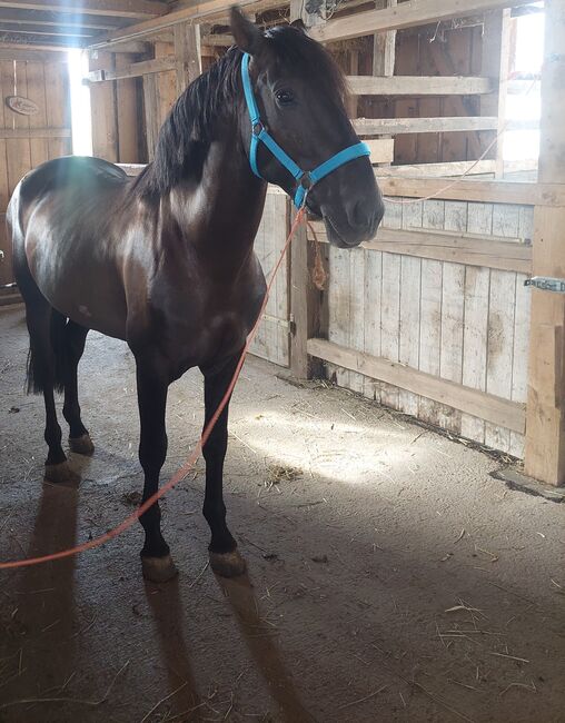 Andalusier, Rebecca, Horses For Sale, St.Agatha