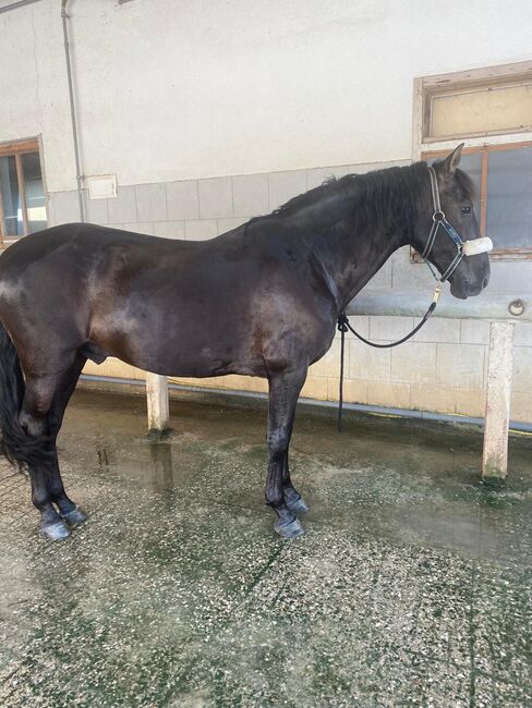 Andalusier, Rebecca, Horses For Sale, St.Agatha, Image 3