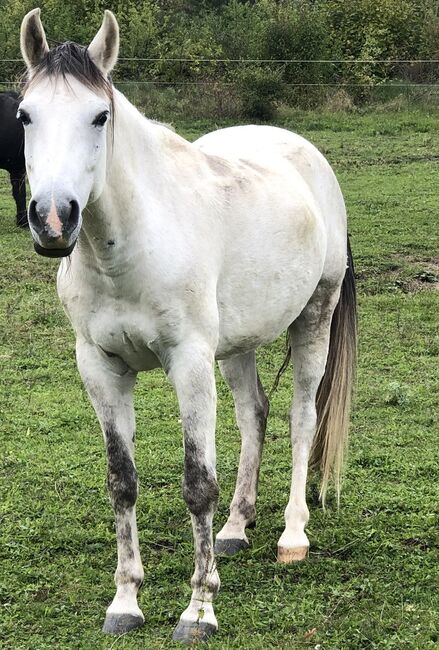 Andalusier, Andreas Schmidt , Horses For Sale, St Leonhard 