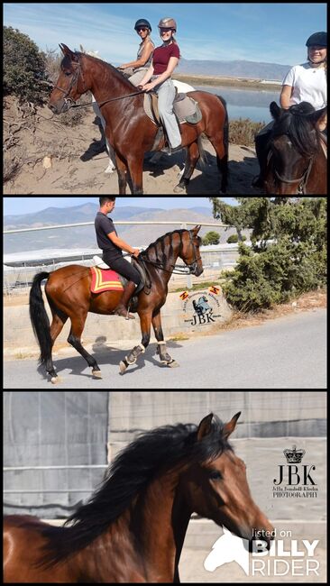 Andalusier, jutta bonstedt kloehn, Horses For Sale, Tabernas, Image 4