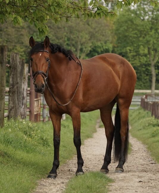 Andalusier Stute Familienpferd mit Potential, Koko, Horses For Sale, Mönchengladbach, Image 3