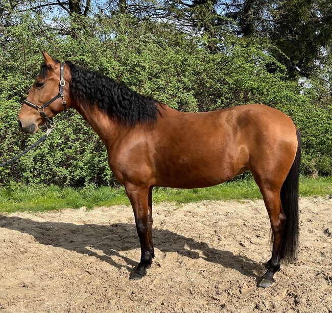 Andalusier Stute Familienpferd mit Potential, Koko, Horses For Sale, Mönchengladbach, Image 13