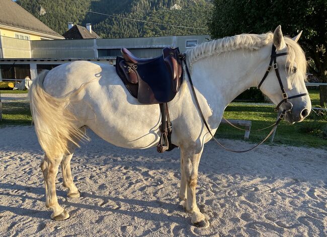 Andalusier-Stute LUNA – klassisch ausgebildet, geländesicher, liebevolle Mutterstute, Nikolaus Wührer, Horses For Sale, Scharnstein, Image 7