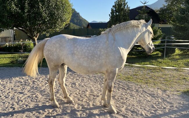 Andalusier-Stute LUNA – klassisch ausgebildet, geländesicher, liebevolle Mutterstute, Nikolaus Wührer, Horses For Sale, Scharnstein, Image 6
