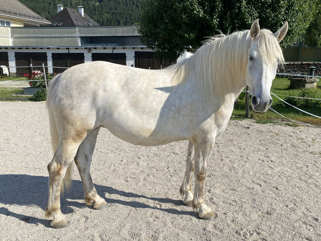 Andalusier-Stute LUNA – klassisch ausgebildet, geländesicher, liebevolle Mutterstute, Nikolaus Wührer, Horses For Sale, Scharnstein, Image 3