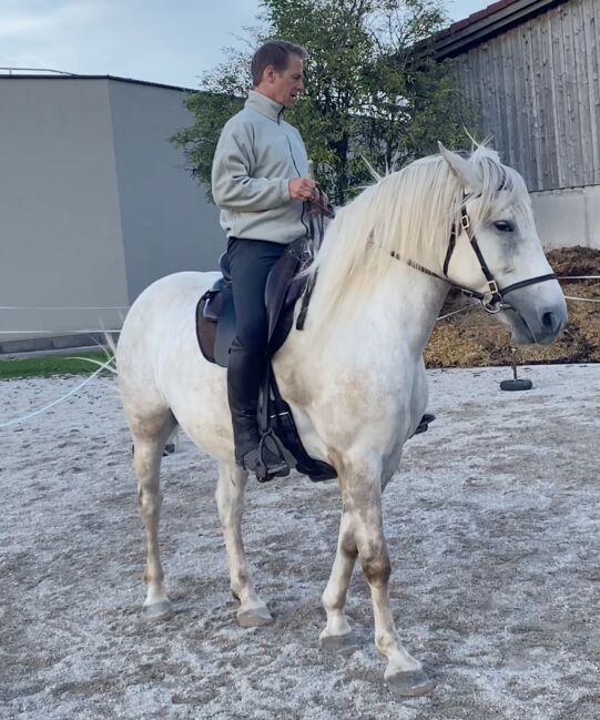 Andalusier-Stute LUNA – klassisch ausgebildet, geländesicher, liebevolle Mutterstute, Nikolaus Wührer, Horses For Sale, Scharnstein, Image 10