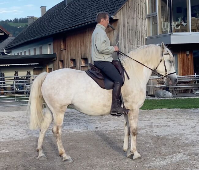 Andalusier-Stute LUNA – klassisch ausgebildet, geländesicher, liebevolle Mutterstute, Nikolaus Wührer, Horses For Sale, Scharnstein, Image 11