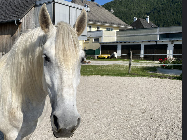 Andalusier-Stute LUNA – klassisch ausgebildet, geländesicher, liebevolle Mutterstute, Nikolaus Wührer, Horses For Sale, Scharnstein, Image 2