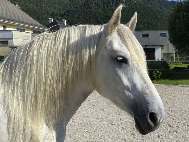 Andalusier-Stute LUNA – klassisch ausgebildet, geländesicher, liebevolle Mutterstute, Nikolaus Wührer, Horses For Sale, Scharnstein