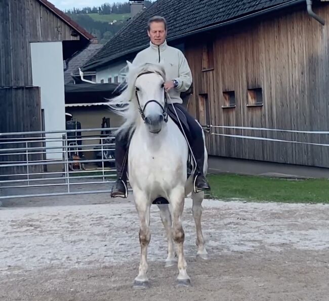 Andalusier-Stute LUNA – klassisch ausgebildet, geländesicher, liebevolle Mutterstute, Nikolaus Wührer, Horses For Sale, Scharnstein, Image 9