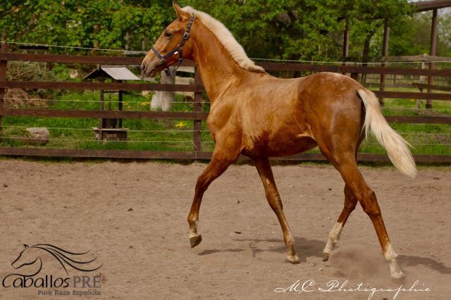 Andalusier Palomino Hengst - 1 jährig - wächst in der Herde auf, Thomas Adams (Caballos PRE), Horses For Sale, Bell, Image 7