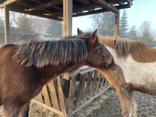 Andalusier PRE Cruzado Spanier Absetzer Fohlen, Arlt, Horses For Sale, Ballenstedt , Image 2