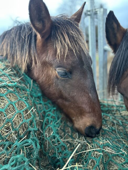 Andalusier PRE Cruzado Spanier Absetzer Fohlen, Arlt, Horses For Sale, Ballenstedt , Image 3