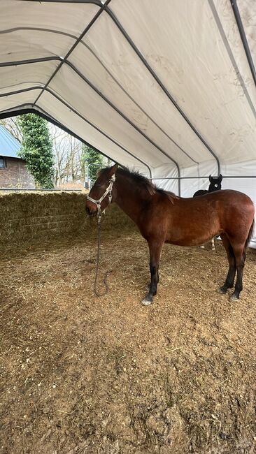 Andalusier PRE Cruzado Spanier Absetzer Fohlen, Arlt, Horses For Sale, Ballenstedt , Image 13