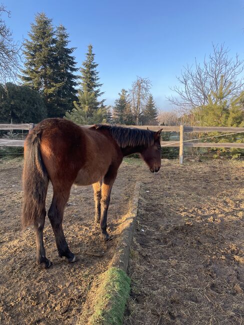 Andalusier PRE Cruzado Spanier Absetzer Fohlen, Arlt, Horses For Sale, Ballenstedt , Image 5